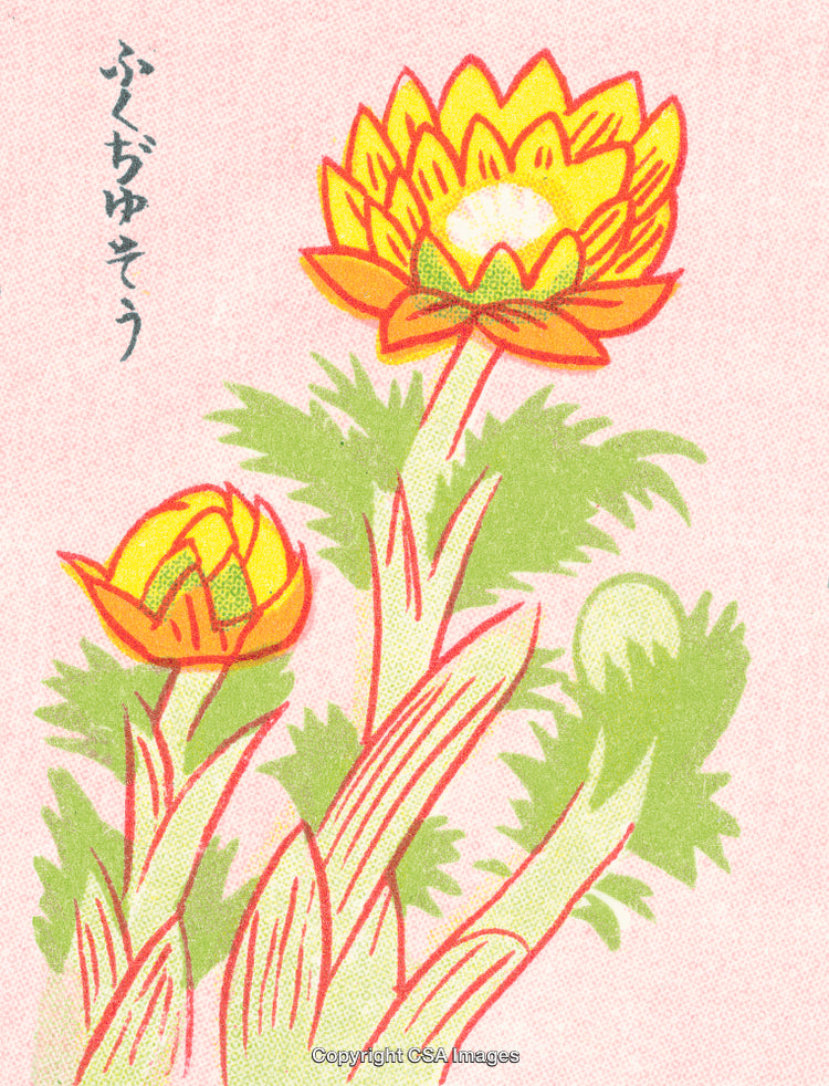Beautiful Hand-Drawn Illustration of Vibrant Adonis Flowers in Bloom
