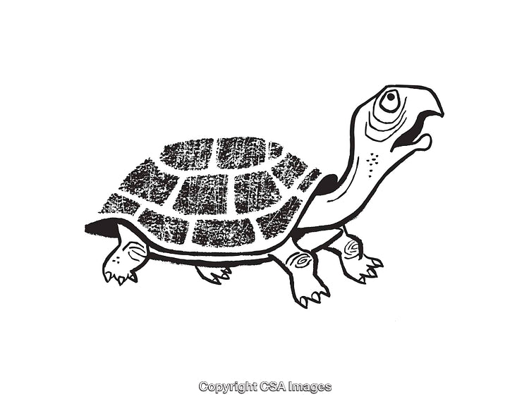 Black and White Illustration of a Turtle with a Detailed Shell Design