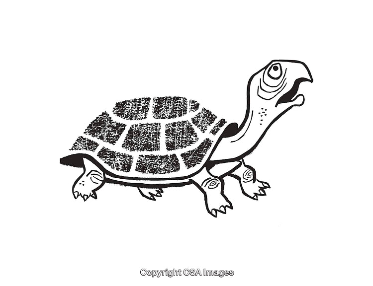 Black and White Illustration of a Turtle with a Detailed Shell Design