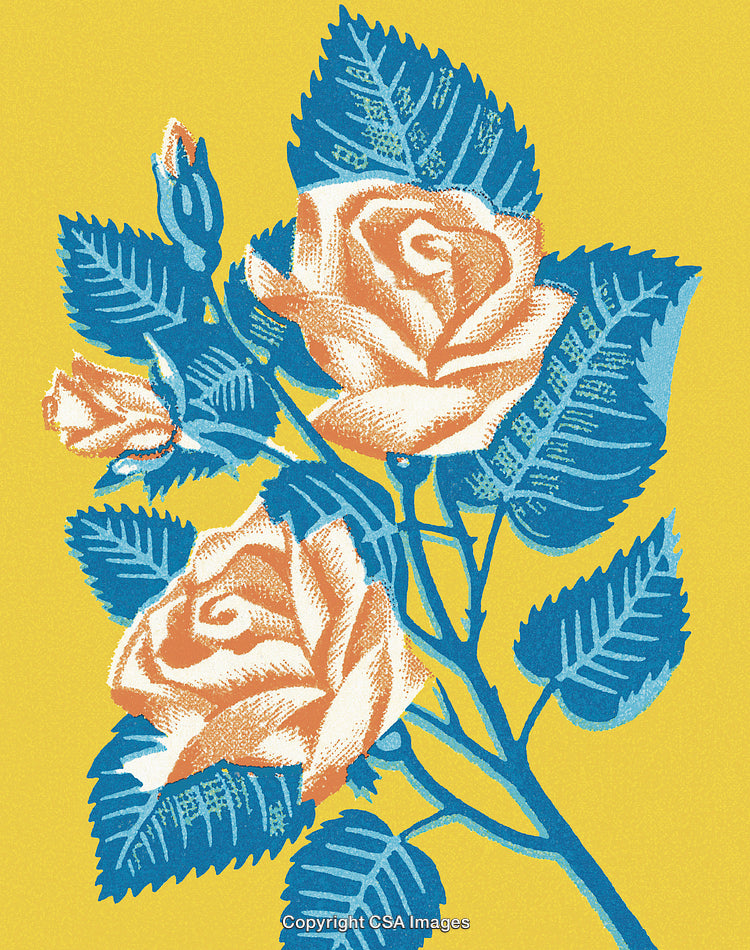 Pink Rose