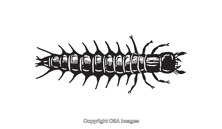 Detailed Black and White Line Art Illustration of a Centipede