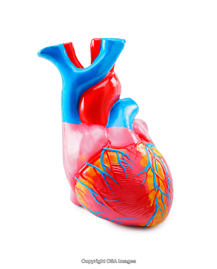 Detailed Model of a Human Heart Showcasing Vessels and Structures
