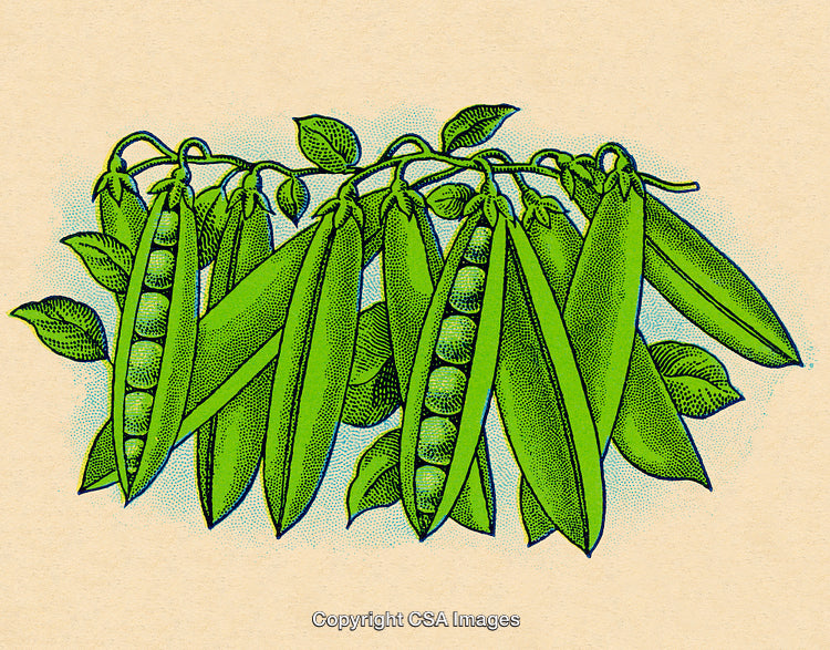 Illustrated Green Peas on a Vine with Leafy Details in a Retro Style