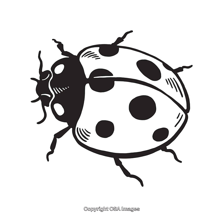 Black and White Illustration of a Detailed Ladybug Line Art