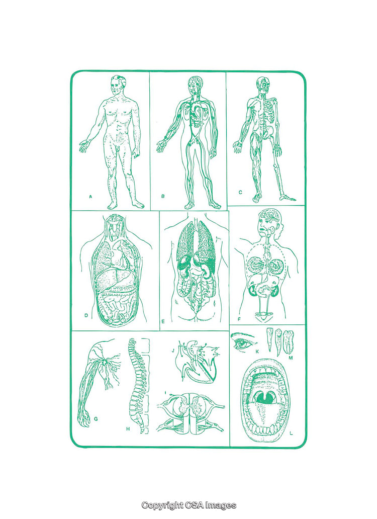 Detailed Illustrations of Human Anatomy and Internal Systems