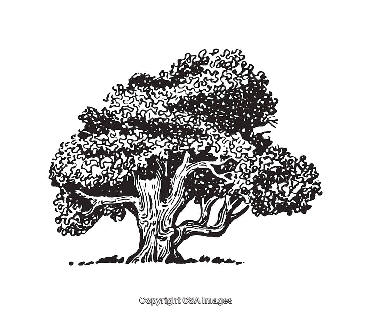 Intricate Black Ink Illustration of a Tree with Detailed Leaves and Branches