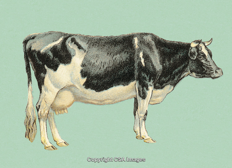 Detailed Illustration of a Black and White Cow on Green Background