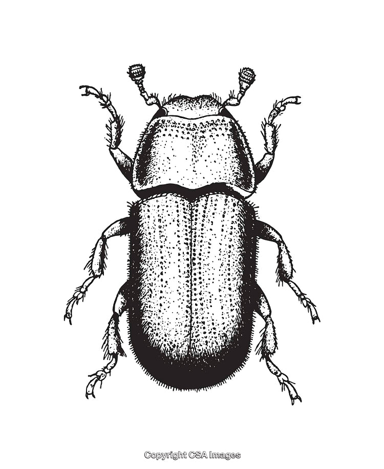 Detailed Black and White Line Art Illustration of a Beetle Insect