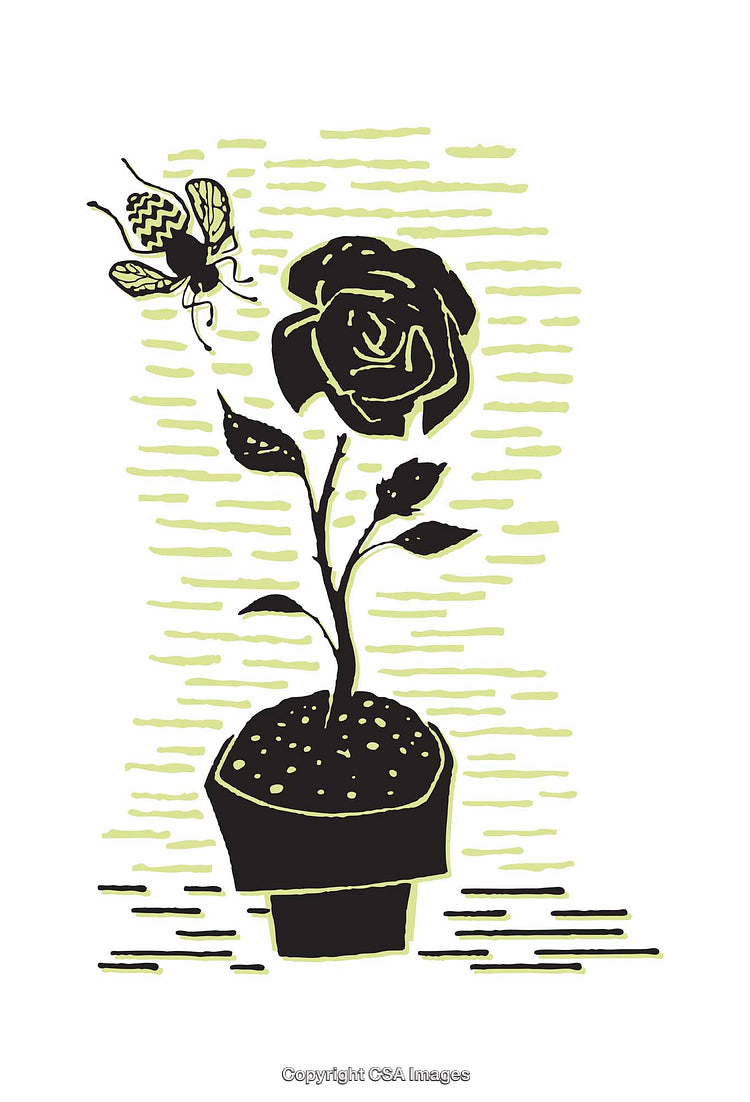 Stylized Illustration of a Rose Pot with a Butterfly and Textures