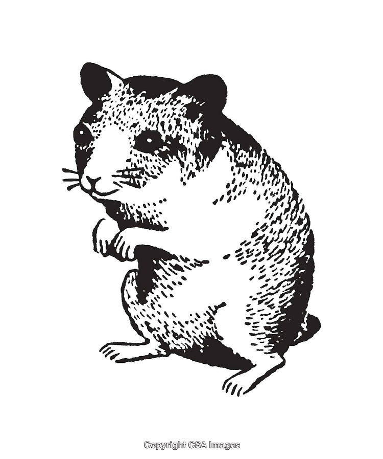 Ink Illustration of a Capybara in Monochrome Style