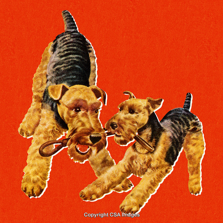 Two Playful Terrier Dogs Engaged in Fun Activity Against a Vibrant Background