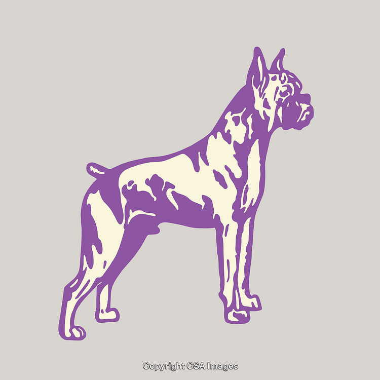 Purple-Cream Boxer Dog Color Line Art on Neutral Background