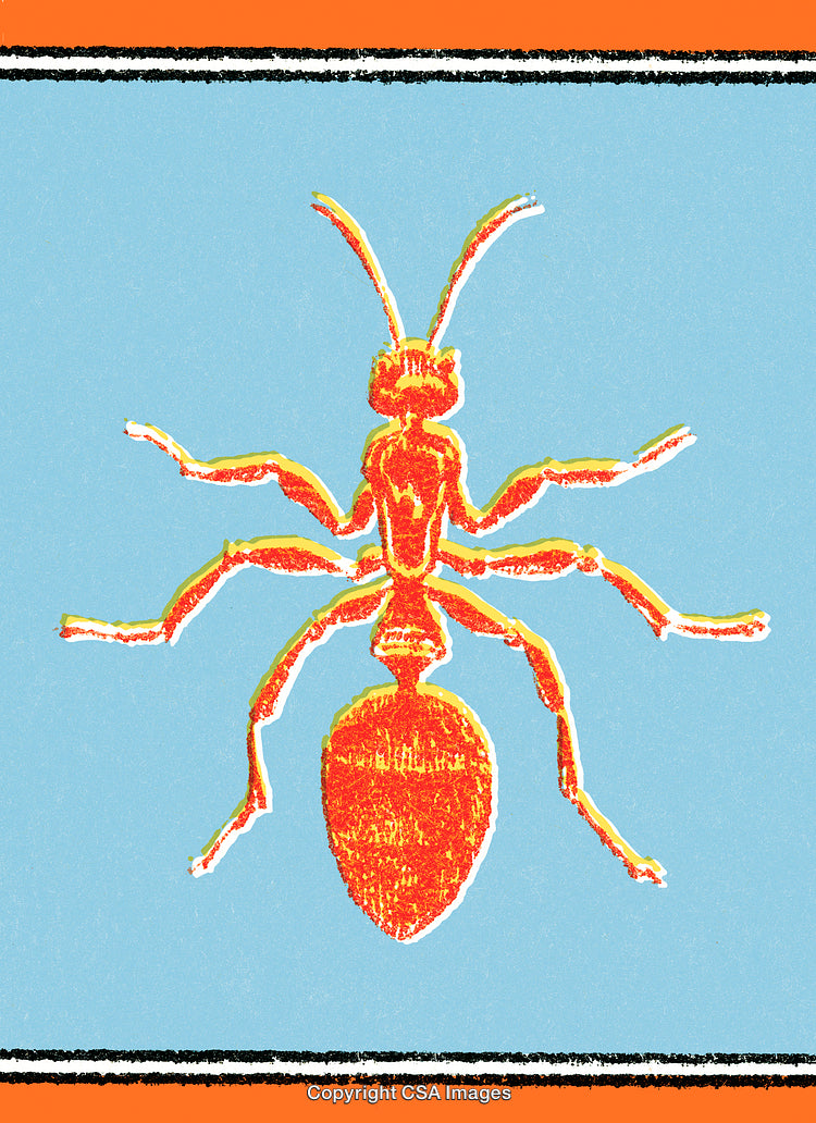 Illustrated Red Ant with Blue Background and Minimalist Style