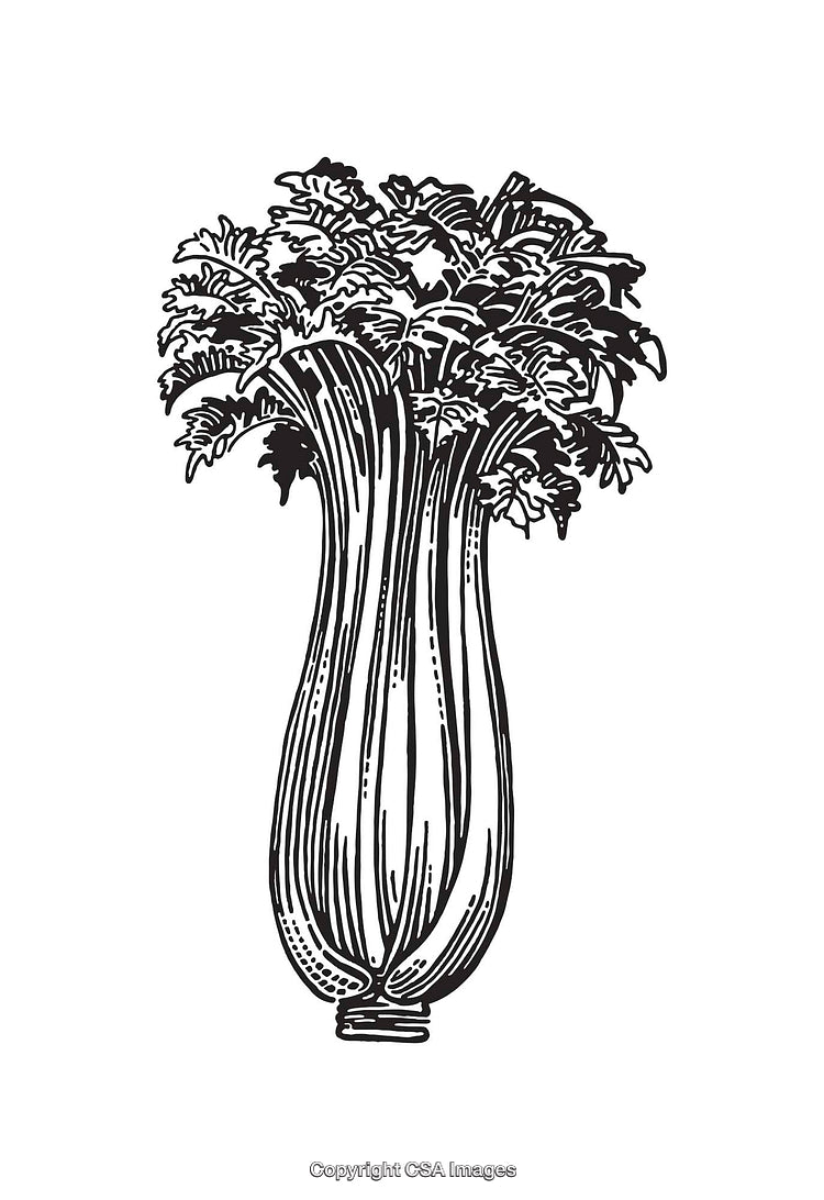 Black and White Line Art Illustration of a Celery Plant with Detailed Leaves