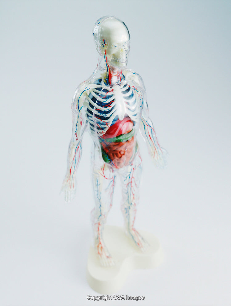 Transparent Anatomical Model Displaying Human Organs and Circulatory System