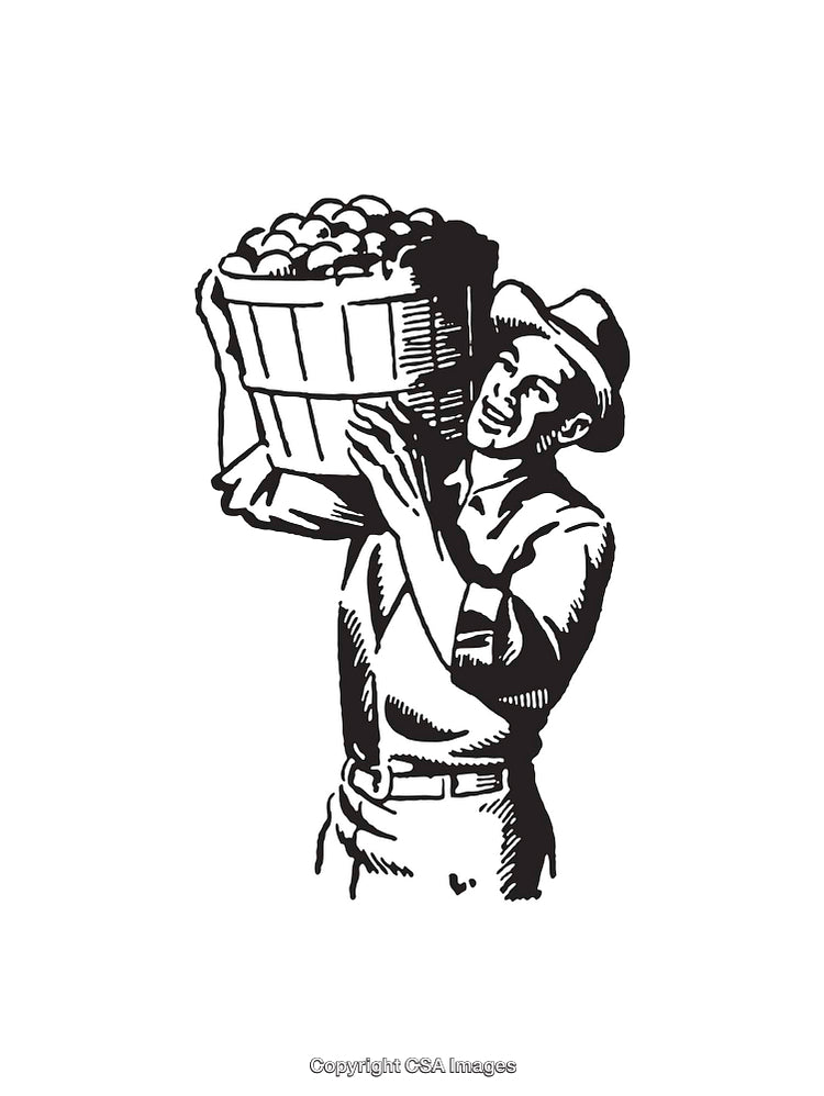 Vintage Farmer Carrying Harvested Apples in a Basket Illustration