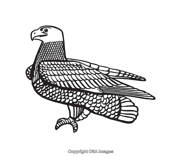 Detailed Black and White Line Art Illustration of a Bird