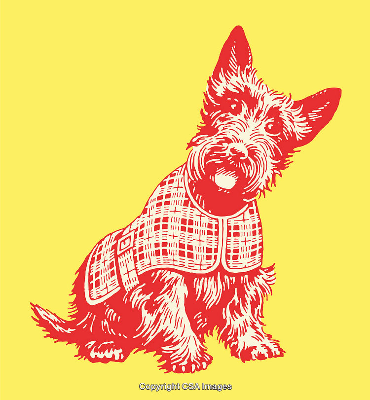 Scottish Terrier Illustration in Red and Yellow Color Scheme