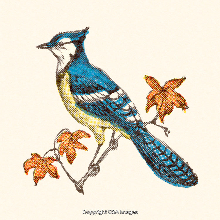 Illustration of a Blue Jay Bird Perched on Branch with Autumn Leaves