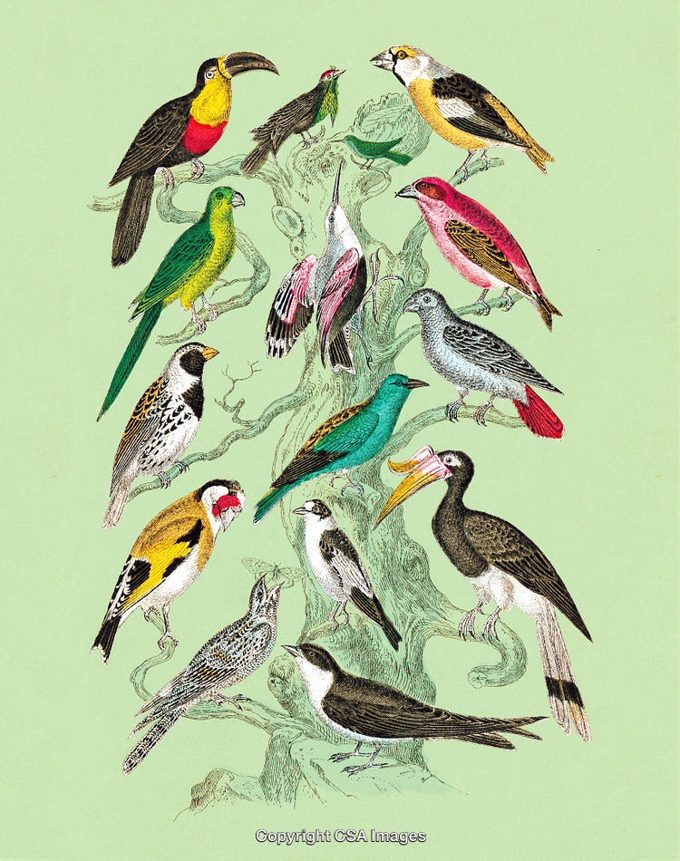 Colorful Illustration of Exotic Birds on a Tree Branch with Green Background