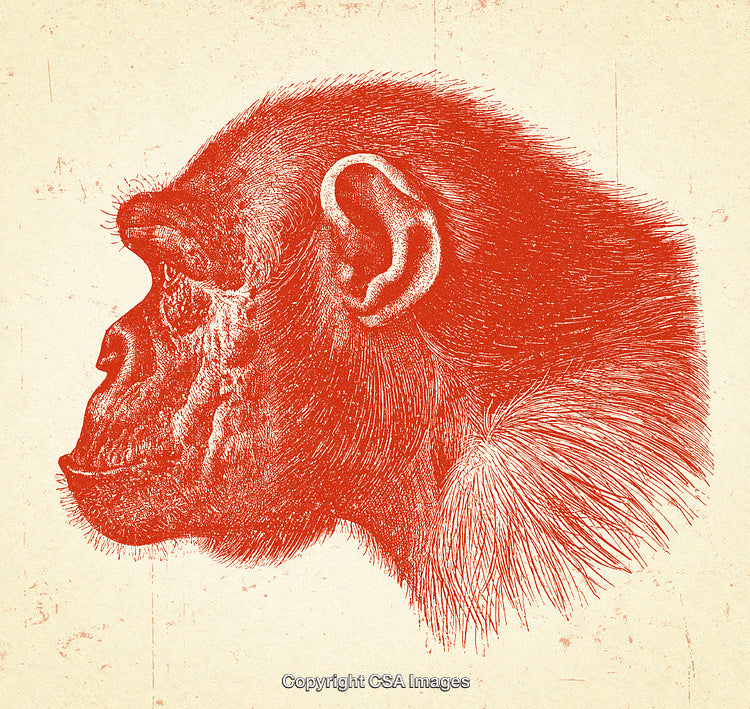 Detailed Red Illustration of a Chimpanzee in Side Profile on Textured Background