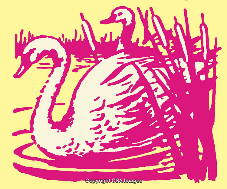 Colorful Line Art Illustration of Swans in a Pond with Reeds