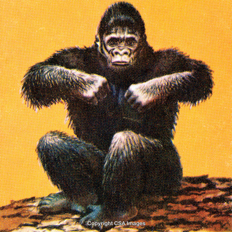 Majestic Gorilla Sitting Against Vibrant Yellow Background in Iconic Pose