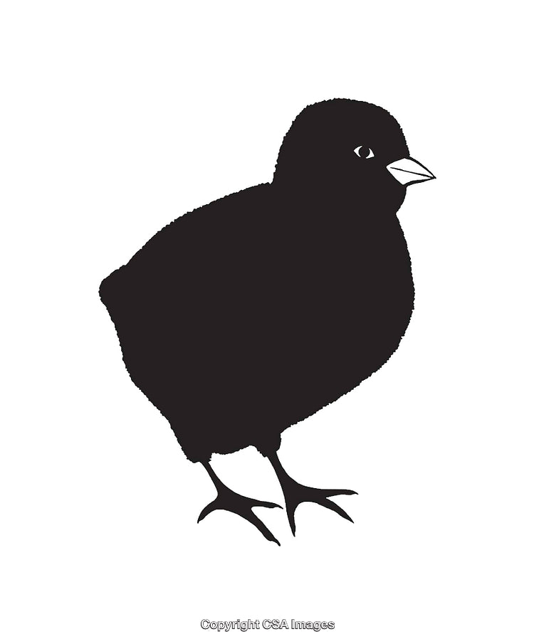 Black and White Silhouette of a Bird Chick Illustration