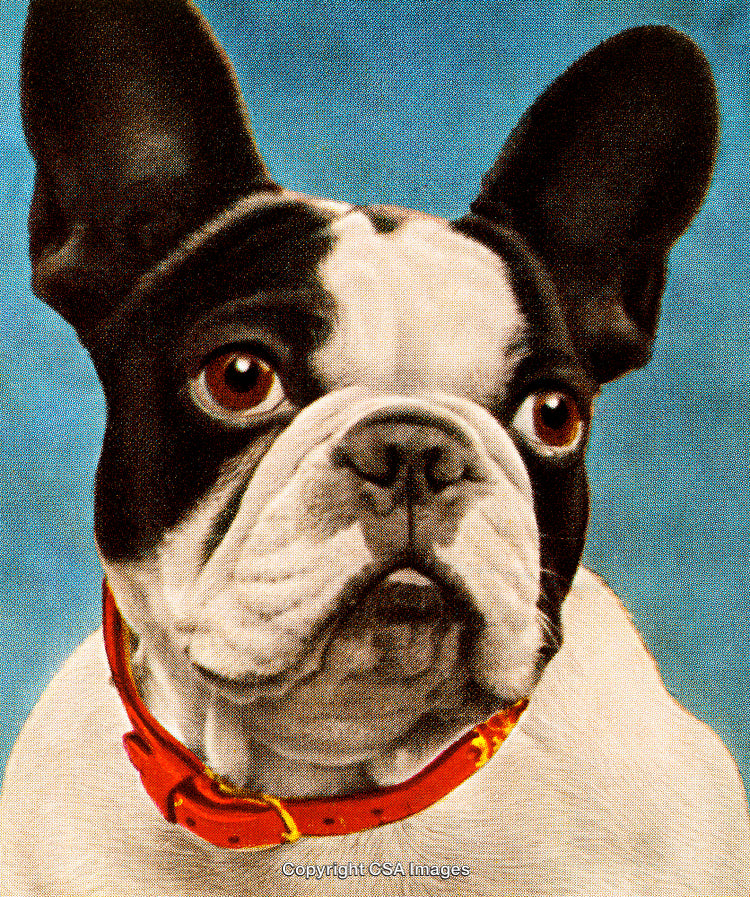 Painterly Styled Portrait of a French Bulldog in a Red Collar