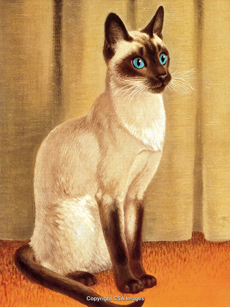 Illustration of a Siamese Cat With Blue Eyes on a Textured Background