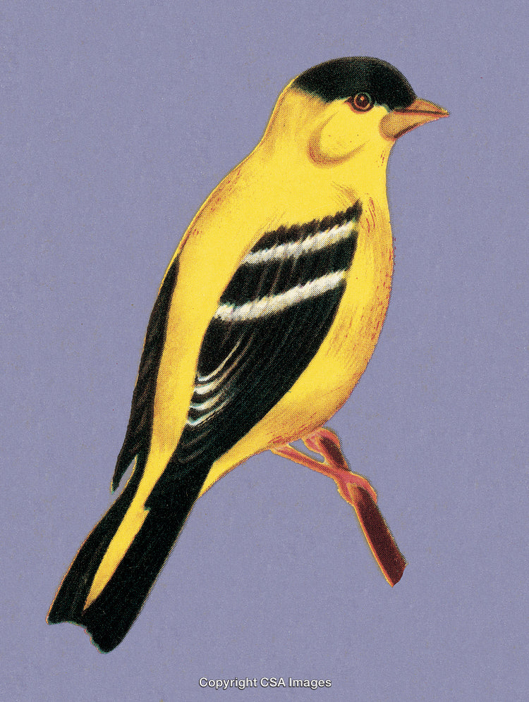 Illustration of a Vibrant Yellow Finch on a Simple Purple Background