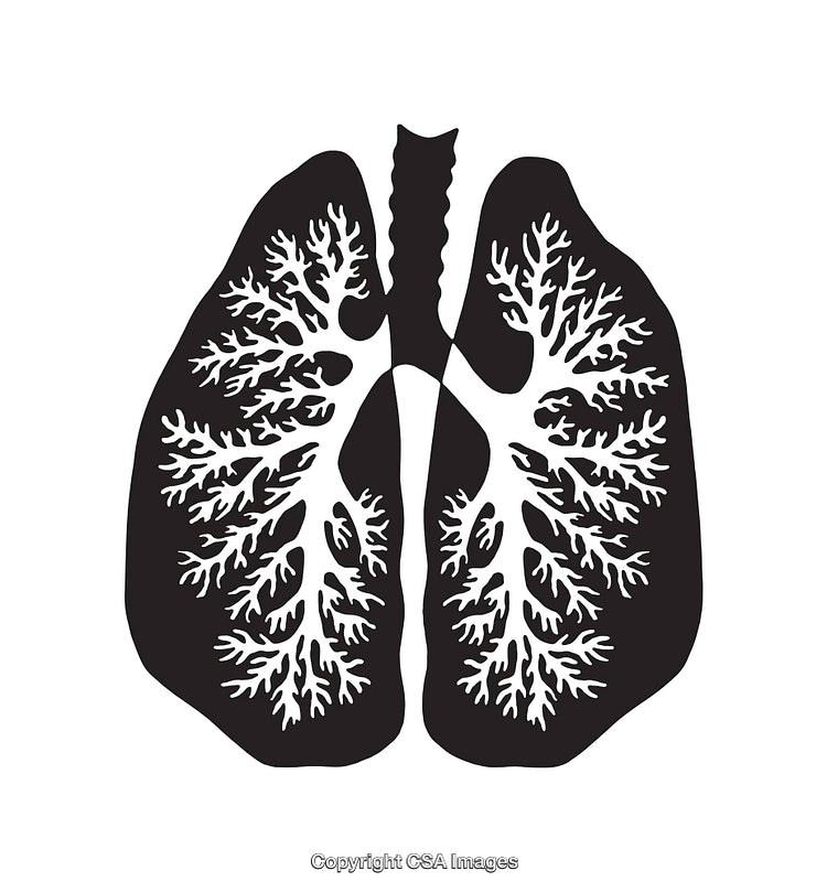 Stylized Black and White Illustration of Human Lungs Anatomy