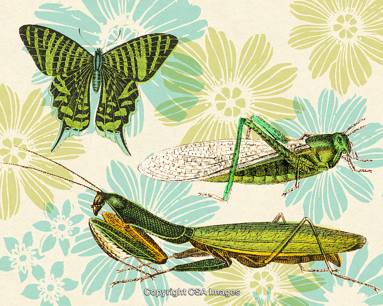 Vintage Illustration of Insects on Floral Patterned Background