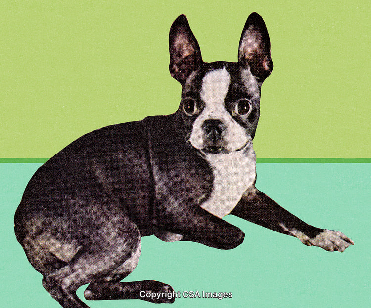 Stylized Portrait of a Relaxed Boston Terrier on a Colorful Background
