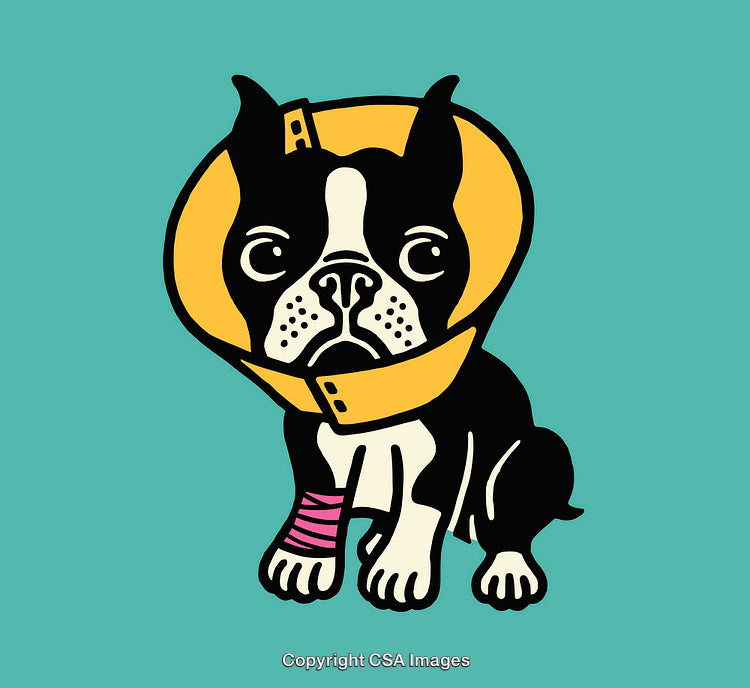 Injured Dog With Protective Cone and Bandage Line Art Illustration