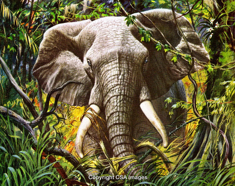 Elephant Amid Lush Jungle Foliage Showcasing Wildlife and Nature Scenes