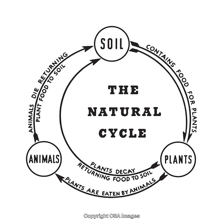 Natural Cycle Diagram Featuring Soil, Plants, and Animals Interactions