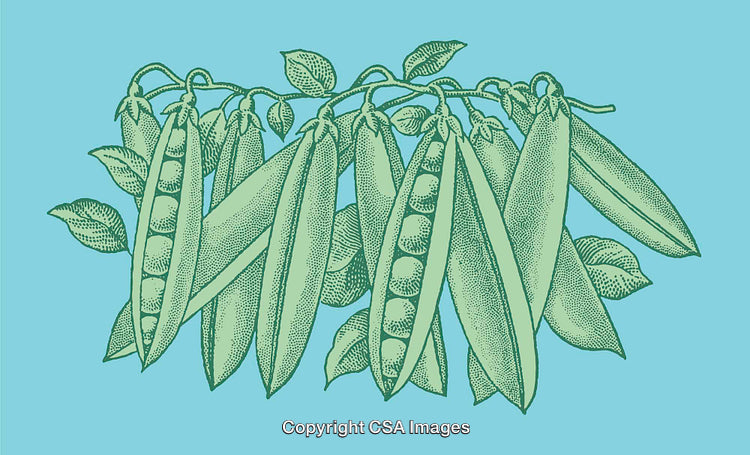 Illustrated Green Pea Pods on a Blue Background in Line Art Style