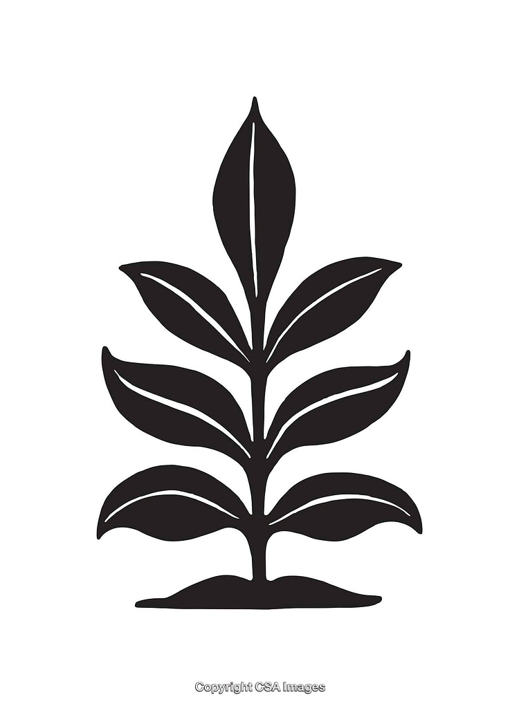 Black and White Line Art Illustration of a Plant with Leaves