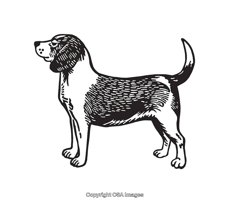 Black and White Line Art Illustration of a Standing Beagle Dog