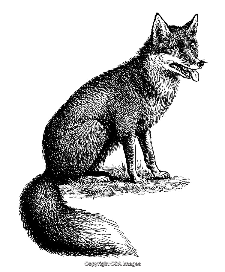 Intricately Detailed Black and White Engraving of a Sitting Fox