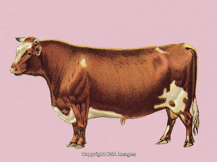 Vintage Illustration of a Brown and White Cow on a Pastel Background