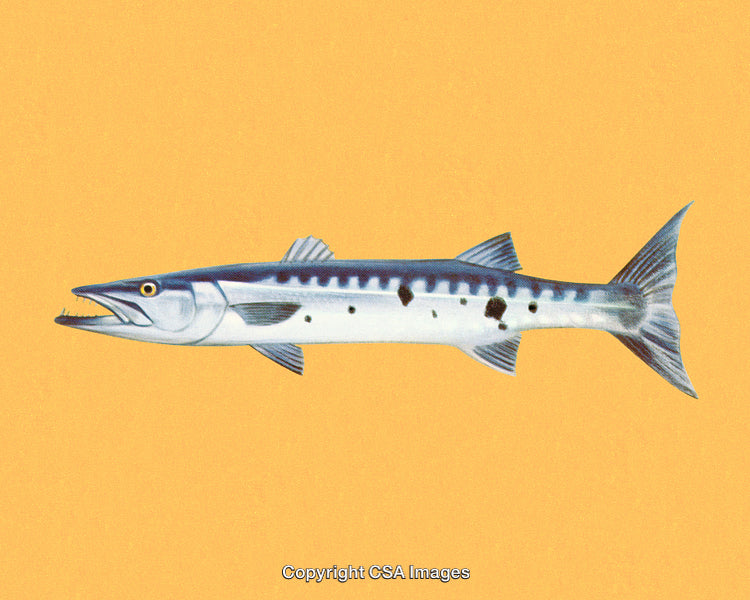 Detailed Illustration of a Barracuda on a Yellow Background