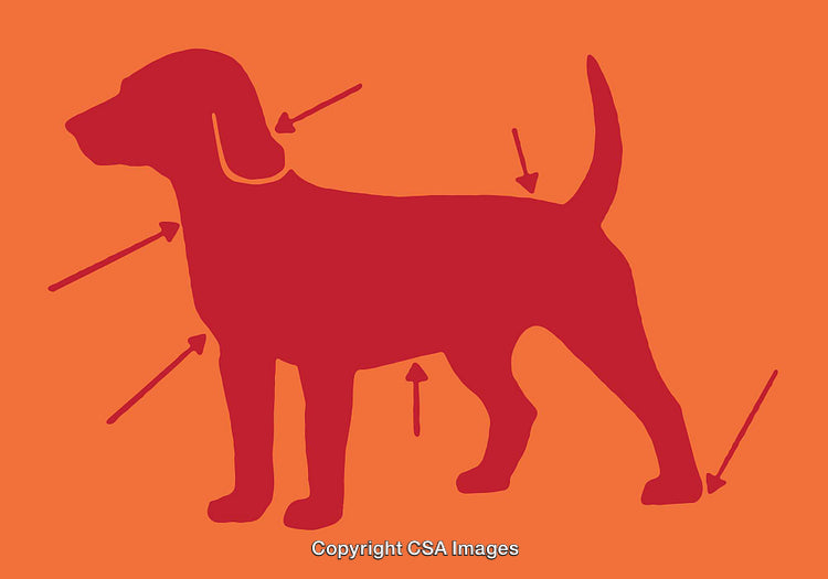 Stylized Illustration of Dog Silhouette with Arrows on Orange Background