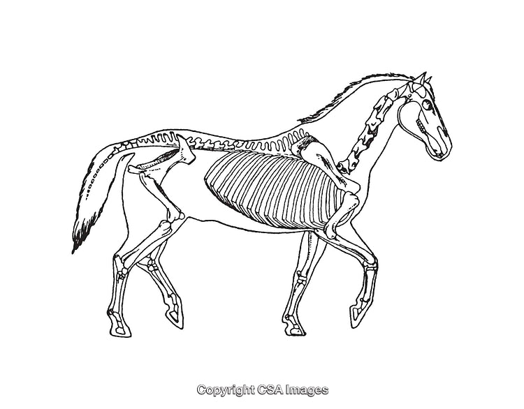 Detailed Black and White Line Art of a Horse Skeleton Side View