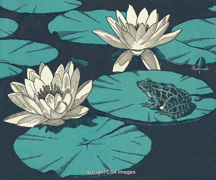 Illustration of a Frog on Lily Pads with Blooming Water Lilies