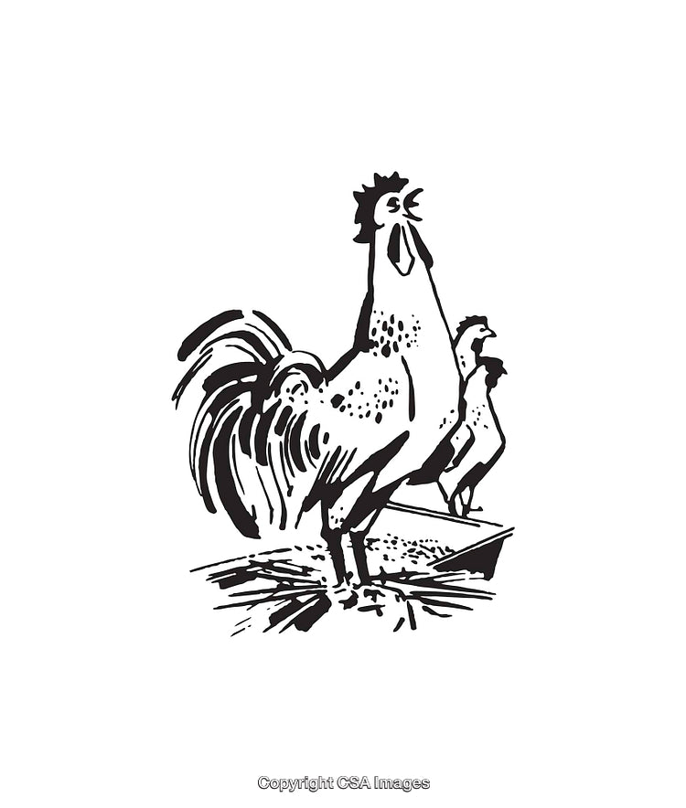 Black and White Line Art Illustration of Rooster with Small Chickens