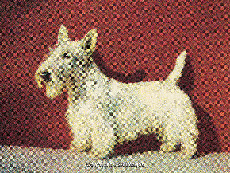 Stylized Portrait of Scottish Terrier Dog Against a Bold Red Background