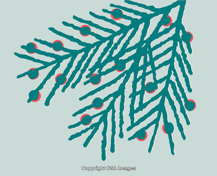Beautiful Abstract Illustration of a Pine Branch with Berries