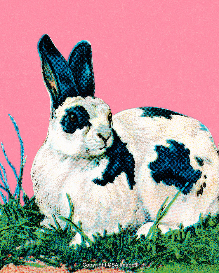 Illustrated Rabbit with Black and White Fur on Pink Background